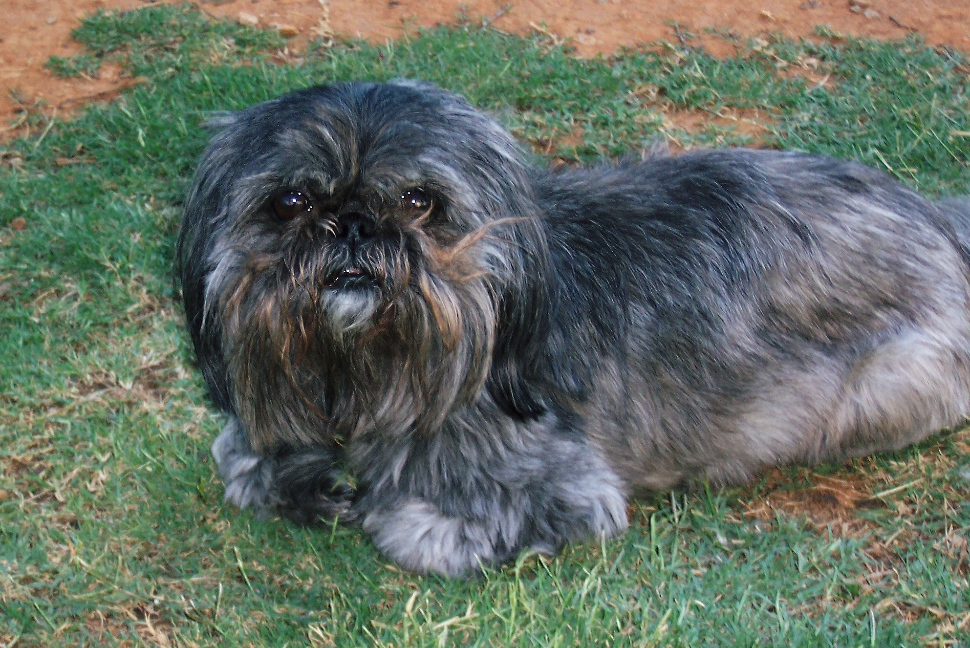 Lil Cowboy Kennel Huntsville, AL